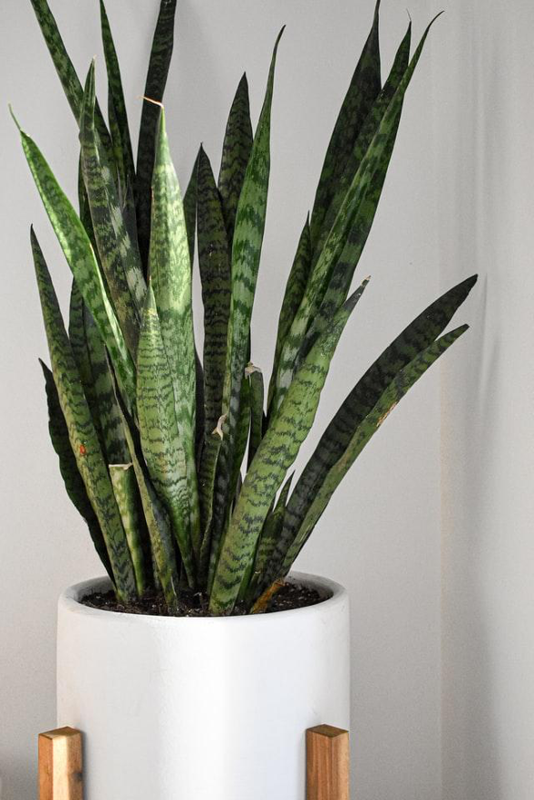 The Best Air-Purifying Houseplants for Winter